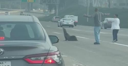 Sea Lion on freeway Blank Meme Template