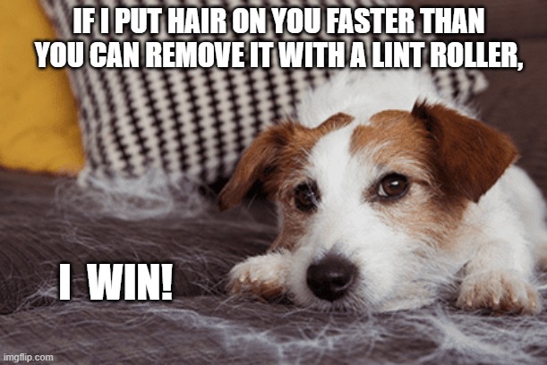 IF I PUT HAIR ON YOU FASTER THAN YOU CAN REMOVE IT WITH A LINT ROLLER, I  WIN! | image tagged in dog,dogs,dog hair | made w/ Imgflip meme maker
