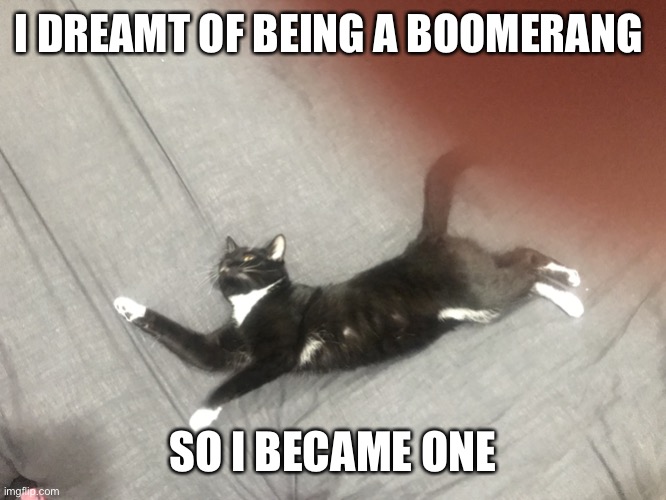 Boomerang | I DREAMT OF BEING A BOOMERANG; SO I BECAME ONE | image tagged in boomerang | made w/ Imgflip meme maker