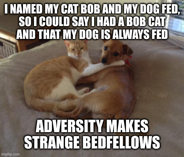 Yeah I'm a dick, but look how close they are as a result | I NAMED MY CAT BOB AND MY DOG FED,
SO I COULD SAY I HAD A BOB CAT
AND THAT MY DOG IS ALWAYS FED; ADVERSITY MAKES STRANGE BEDFELLOWS | image tagged in cats and dogs living together | made w/ Imgflip meme maker