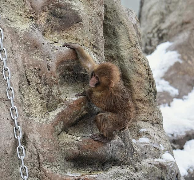 monkey rock climbing Blank Meme Template