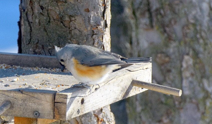 A cute little titmouse | image tagged in birds,kewlew,titmouse | made w/ Imgflip meme maker