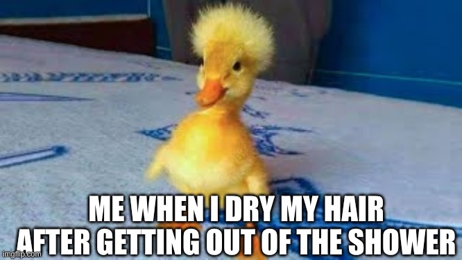 duc | ME WHEN I DRY MY HAIR AFTER GETTING OUT OF THE SHOWER | image tagged in duc,duck,ducks,cute animals | made w/ Imgflip meme maker