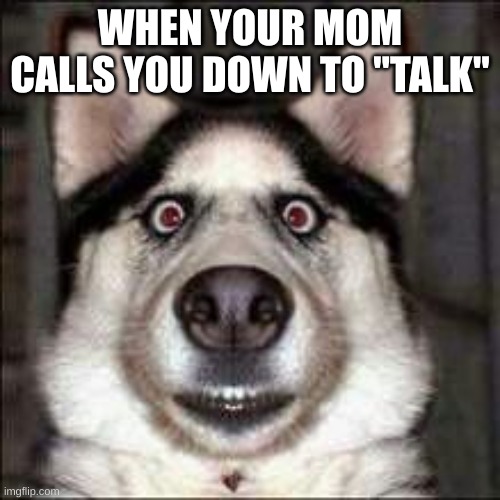 Scared Dog | WHEN YOUR MOM CALLS YOU DOWN TO "TALK" | image tagged in funny memes | made w/ Imgflip meme maker