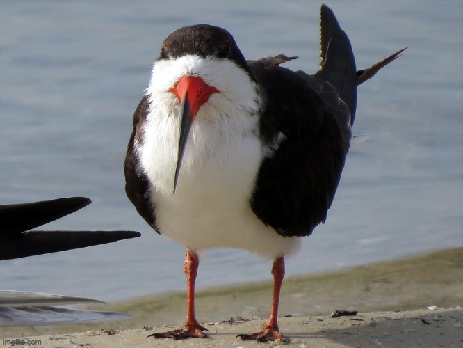 Even Less Popular Opinion Bird | image tagged in even less popular opinion bird | made w/ Imgflip meme maker