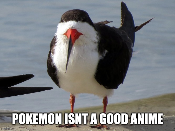 even less popular opinion bird | POKEMON ISNT A GOOD ANIME | image tagged in even less popular opinion bird | made w/ Imgflip meme maker