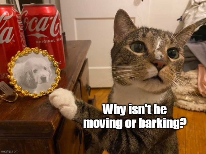 Demanding an Explanation | Why isn't he moving or barking? | image tagged in meme,memes,cat,cats | made w/ Imgflip meme maker
