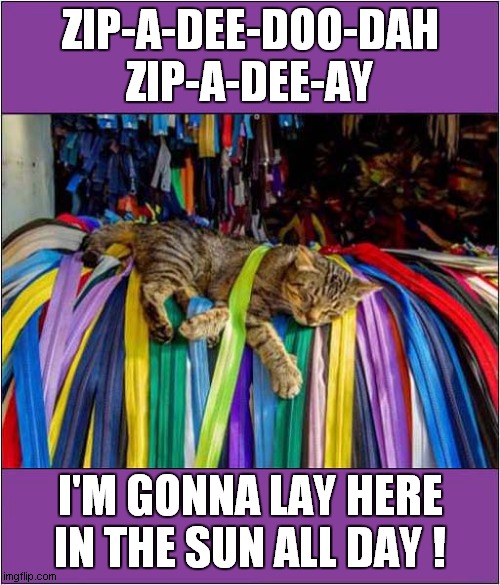 Zippy The Cat | ZIP-A-DEE-DOO-DAH
ZIP-A-DEE-AY; I'M GONNA LAY HERE
IN THE SUN ALL DAY ! | image tagged in cats,zipper,song lyrics | made w/ Imgflip meme maker