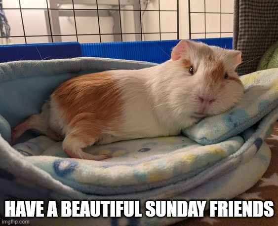  HAVE A BEAUTIFUL SUNDAY FRIENDS | image tagged in guinea pig | made w/ Imgflip meme maker