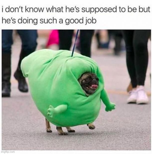 image tagged in dogs | made w/ Imgflip meme maker