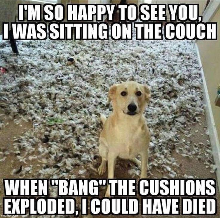 image tagged in dogs | made w/ Imgflip meme maker