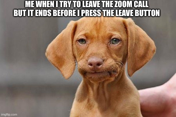 Dissapointed puppy | ME WHEN I TRY TO LEAVE THE ZOOM CALL BUT IT ENDS BEFORE I PRESS THE LEAVE BUTTON | image tagged in dissapointed puppy | made w/ Imgflip meme maker