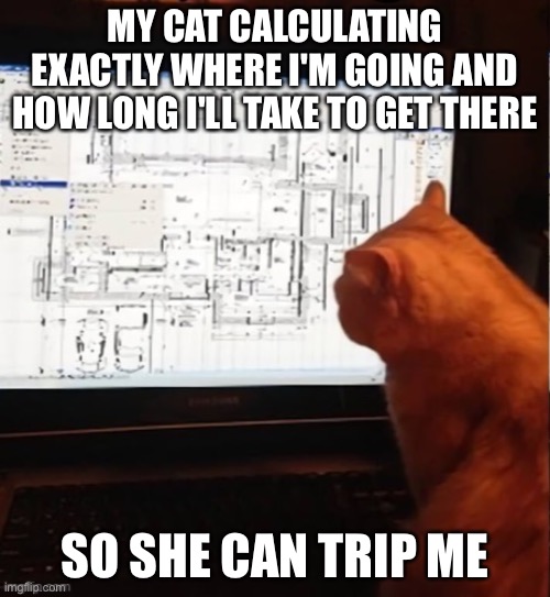 my cat be trippy | MY CAT CALCULATING EXACTLY WHERE I'M GOING AND HOW LONG I'LL TAKE TO GET THERE; SO SHE CAN TRIP ME | image tagged in calculating cat,memes,cats,thinking meme,meme,cat | made w/ Imgflip meme maker
