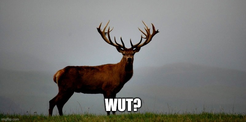 stag deer | WUT? | image tagged in stag deer | made w/ Imgflip meme maker