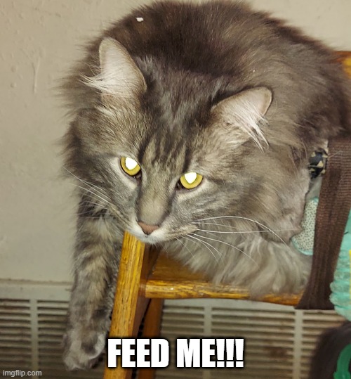 royal dukey | FEED ME!!! | image tagged in duke | made w/ Imgflip meme maker