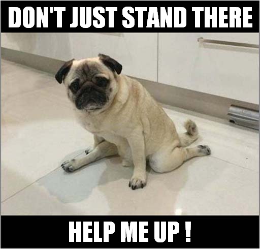 A Pugs Plea ! | DON'T JUST STAND THERE; HELP ME UP ! | image tagged in dogs,pugs,help i've fallen and i can't get up | made w/ Imgflip meme maker