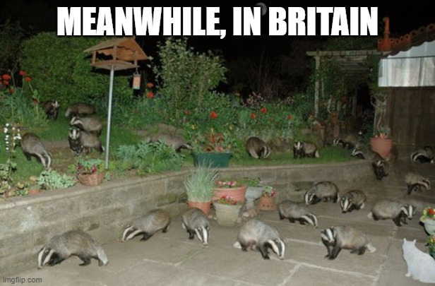MEANWHILE, IN BRITAIN | image tagged in britain,british,badger,badgers,animals,memes | made w/ Imgflip meme maker