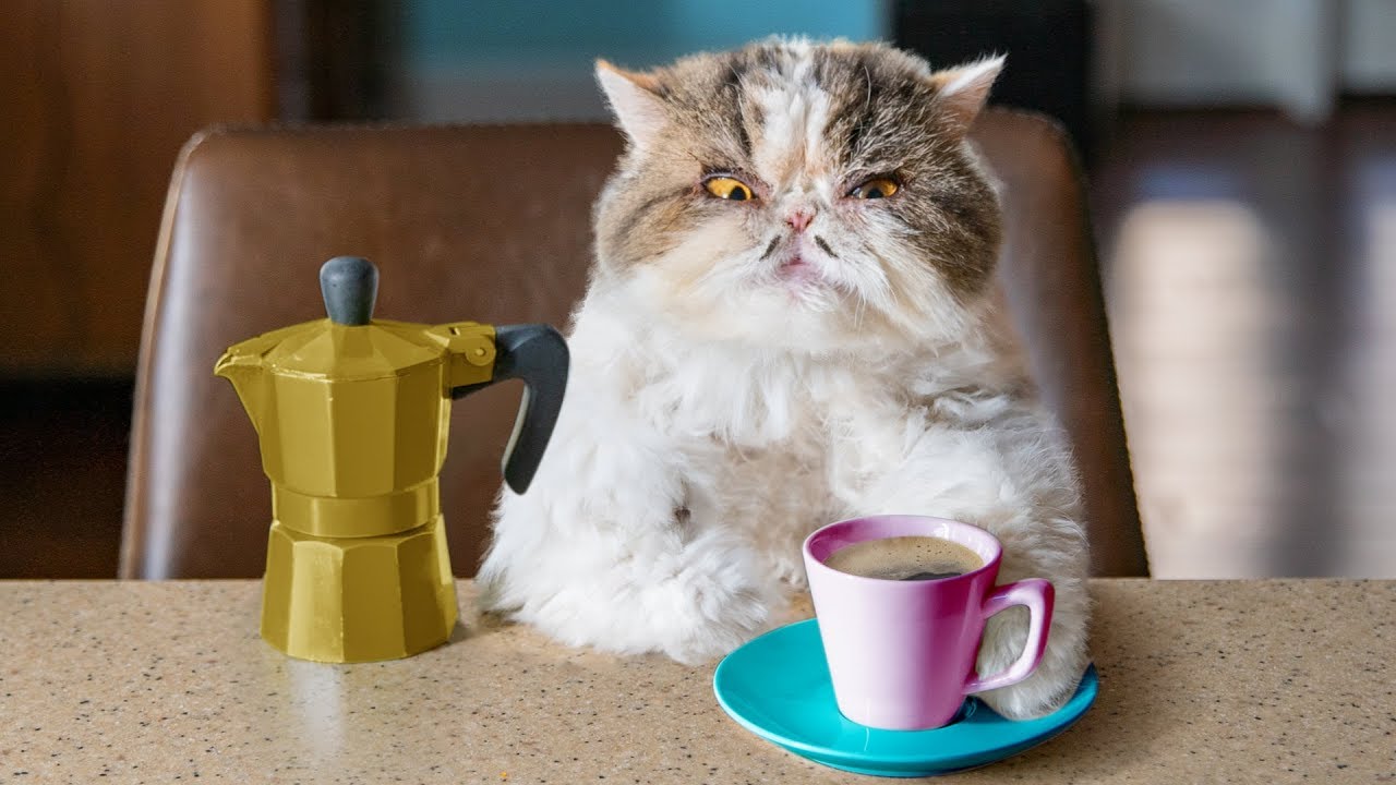 Coffee cat Blank Meme Template