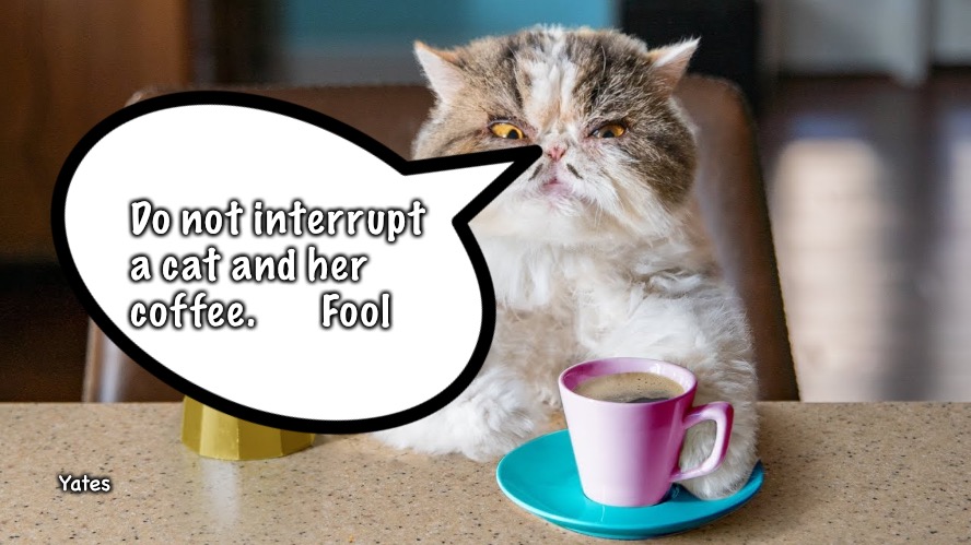 Coffee Cat | Do not interrupt a cat and her coffee.      Fool; Yates | image tagged in cat drinking coffee | made w/ Imgflip meme maker