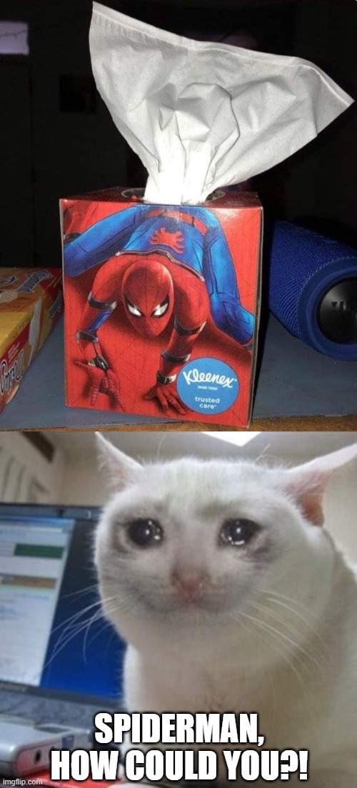 dont let deviantart see this | SPIDERMAN, HOW COULD YOU?! | image tagged in crying cat | made w/ Imgflip meme maker