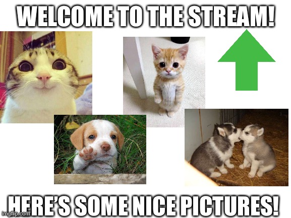 Welcome! | WELCOME TO THE STREAM! HERE’S SOME NICE PICTURES! | image tagged in blank white template | made w/ Imgflip meme maker