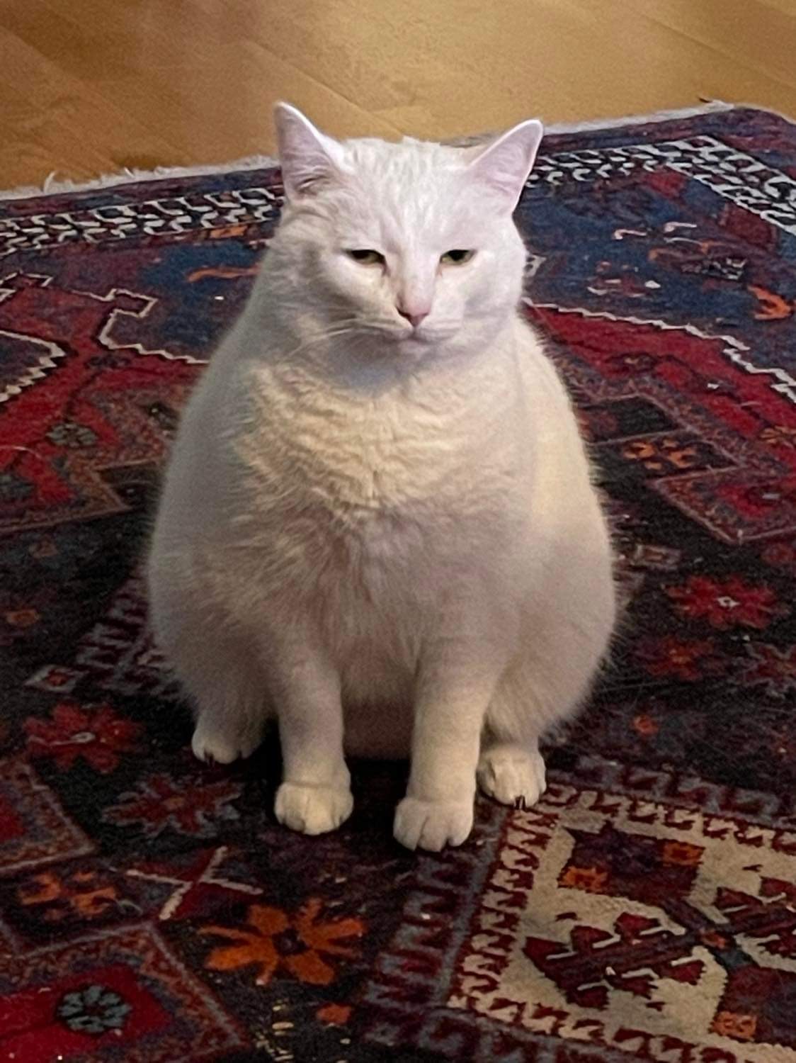 Thicc Cat Blank Meme Template