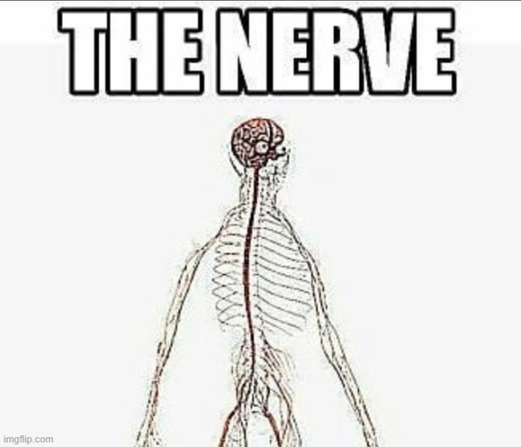 THE NERVE | made w/ Imgflip meme maker