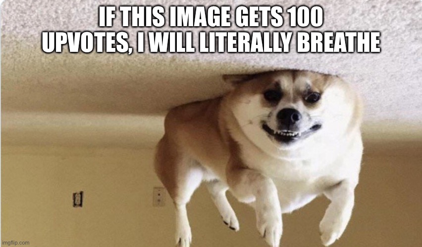 Hover dog | IF THIS IMAGE GETS 100 UPVOTES, I WILL LITERALLY BREATHE | image tagged in hover dog | made w/ Imgflip meme maker