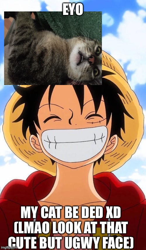 lol | EYO; MY CAT BE DED XD (LMAO LOOK AT THAT CUTE BUT UGWY FACE) | image tagged in one piece temp | made w/ Imgflip meme maker