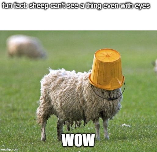 stupid sheep |  fun fact: sheep can't see a thing even with eyes; WOW | image tagged in stupid sheep | made w/ Imgflip meme maker