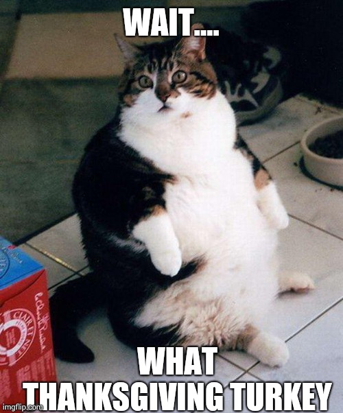 fat cat | WAIT.... WHAT THANKSGIVING TURKEY | image tagged in fat cat | made w/ Imgflip meme maker