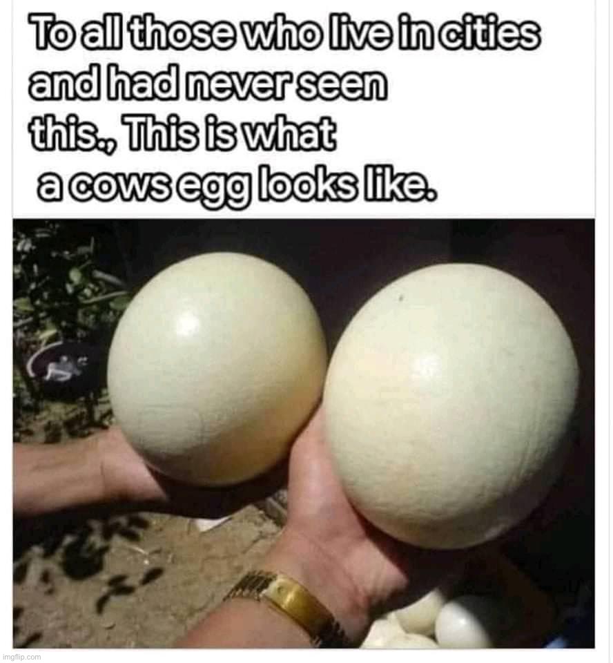 Cow’s egg | image tagged in cow s egg | made w/ Imgflip meme maker