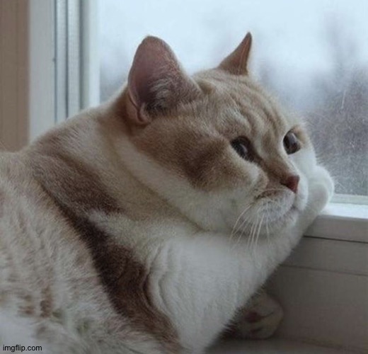 Solemn Chonk | image tagged in solemn chonk | made w/ Imgflip meme maker