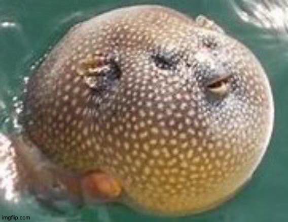 image tagged in pufferfish | made w/ Imgflip meme maker