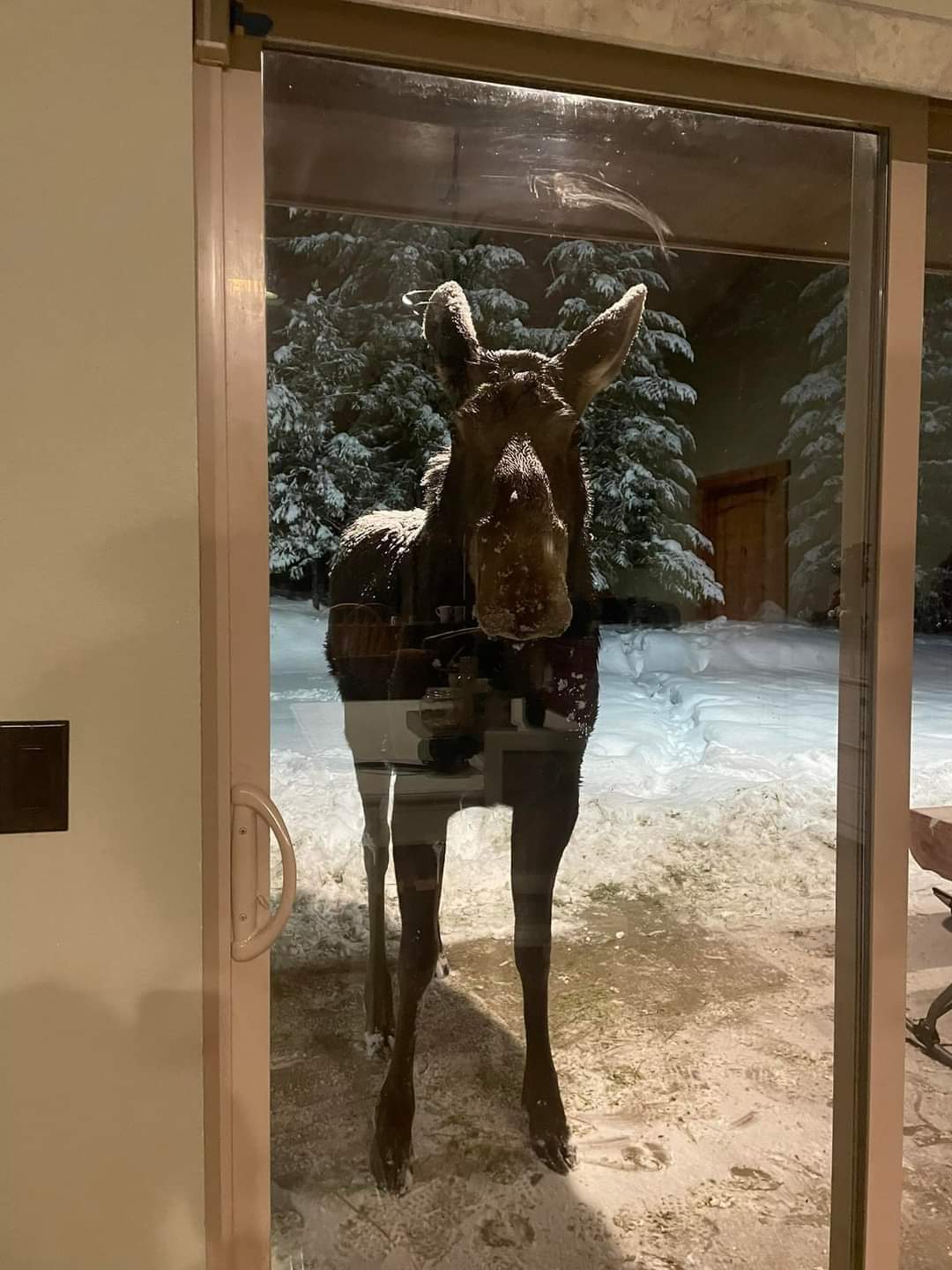 High Quality Moose at the door Blank Meme Template