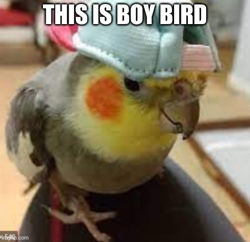 THIS IS BOY BIRD | image tagged in cute | made w/ Imgflip meme maker