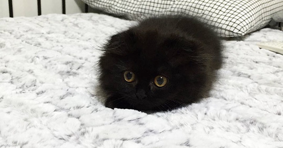 The black Scottish Fold (a.k.a. a round ball of V O I D) (image and cat not mine) | image tagged in cats,cat,black cat,cute,cute cat,pets | made w/ Imgflip meme maker