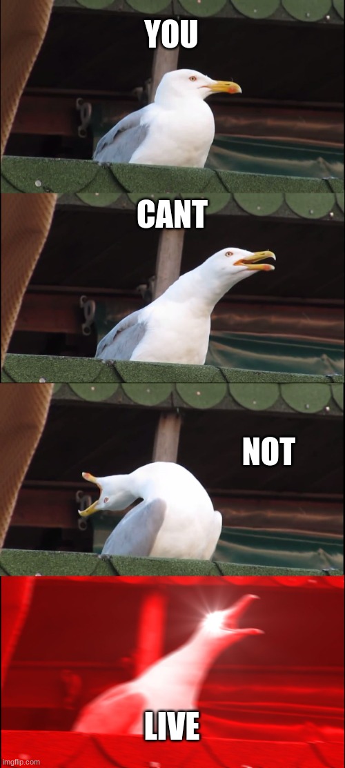 why not | YOU; CANT; NOT; LIVE | image tagged in memes,inhaling seagull | made w/ Imgflip meme maker