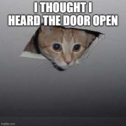 Cat | I THOUGHT I HEARD THE DOOR OPEN | image tagged in memes,ceiling cat | made w/ Imgflip meme maker