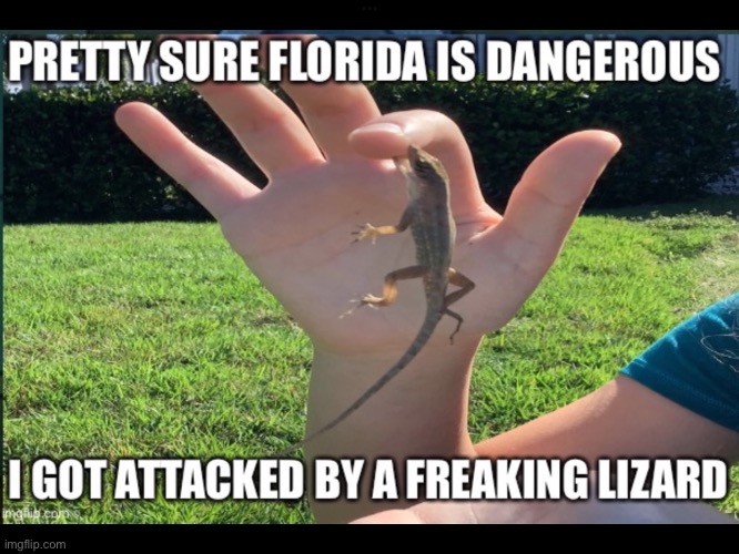 Freakin lizards | image tagged in funny,memes,lizard,attack,florida,reptile | made w/ Imgflip meme maker