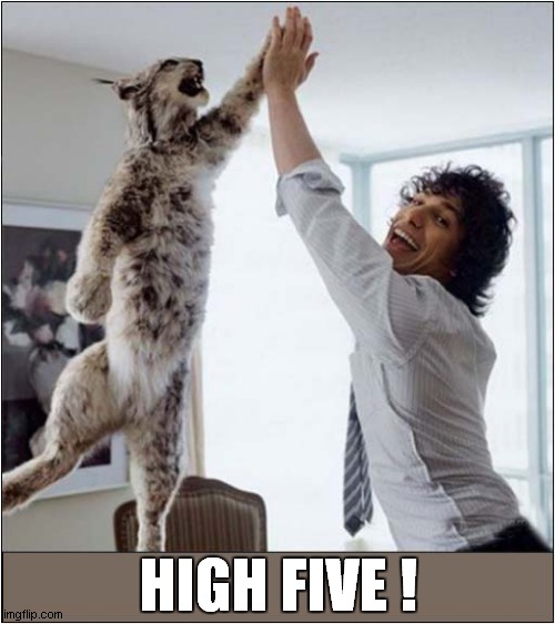 If You Could, Wouldn't You Do This ? | HIGH FIVE ! | image tagged in cats,high five | made w/ Imgflip meme maker