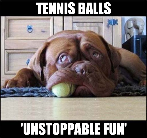 One Bored Looking Dog ! | TENNIS BALLS; 'UNSTOPPABLE FUN' | image tagged in dogs,tennis,balls,unstoppable,fun | made w/ Imgflip meme maker