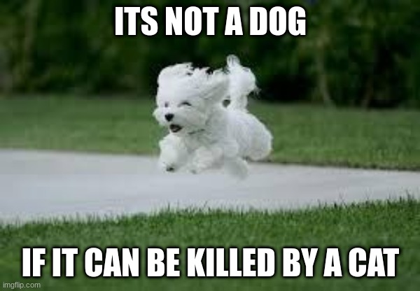 tiny dog | ITS NOT A DOG; IF IT CAN BE KILLED BY A CAT | image tagged in tiny dog | made w/ Imgflip meme maker