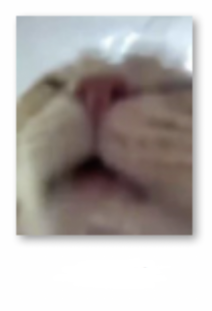 Goodmorning Blank Meme Template