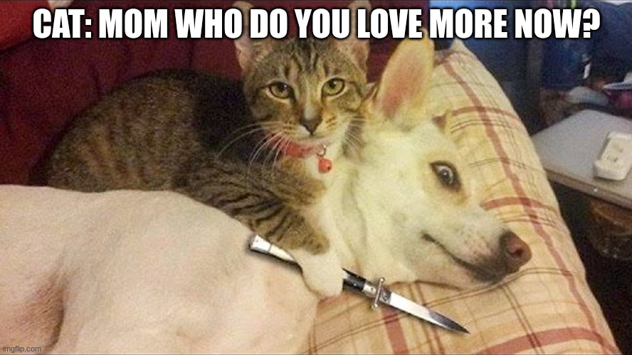 CAT: MOM WHO DO YOU LOVE MORE NOW? | image tagged in cats | made w/ Imgflip meme maker