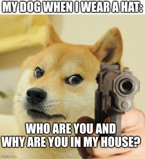 dogs be like | MY DOG WHEN I WEAR A HAT:; WHO ARE YOU AND WHY ARE YOU IN MY HOUSE? | image tagged in angry doge,doge,memes,funny | made w/ Imgflip meme maker