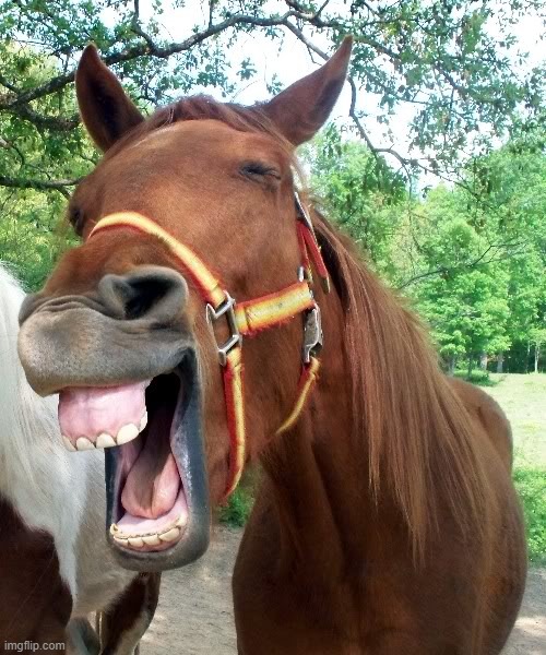 Laughing Horse | image tagged in laughing horse | made w/ Imgflip meme maker