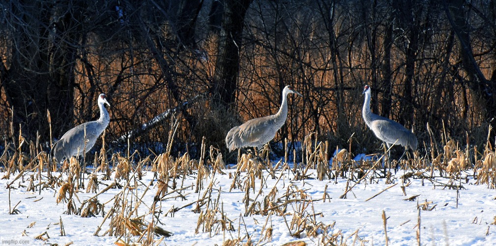 more sandhill cranes | made w/ Imgflip meme maker