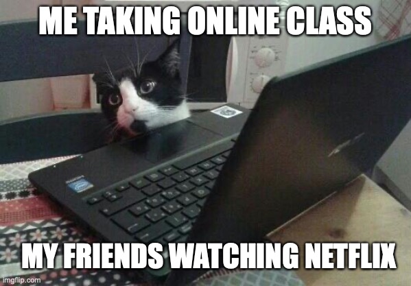online class | ME TAKING ONLINE CLASS; MY FRIENDS WATCHING NETFLIX | image tagged in disappointed tech support cat | made w/ Imgflip meme maker