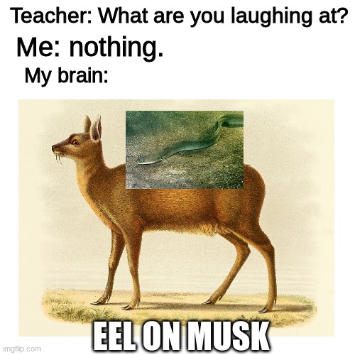 eel on musk (elon musk) | Teacher: What are you laughing at? Me: nothing. My brain:; EEL ON MUSK | image tagged in memes | made w/ Imgflip meme maker